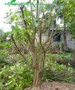 Cắt tỉa, đốn cành cho cây Dâu Da Đất