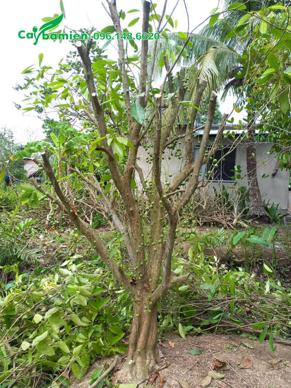 Cắt tỉa, đốn cành cho cây Dâu Da Đất