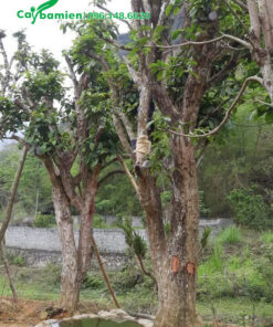 Dâu Da Đất cổ thụ vanh 80cm