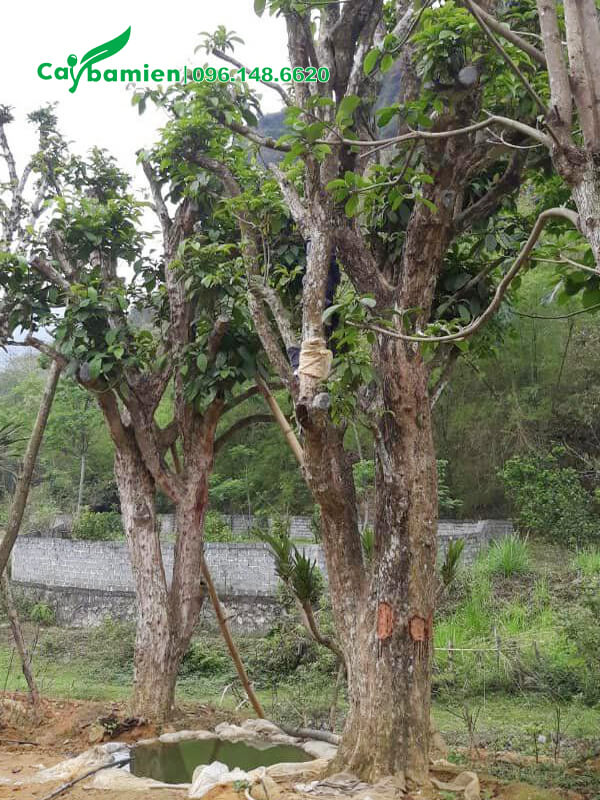 Dâu Da Đất cổ thụ vanh 80cm