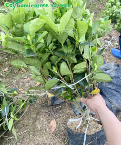 Cây giống được bó gọn cành lá cho dễ vận chuyển