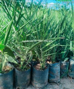 Cây giống chà là con