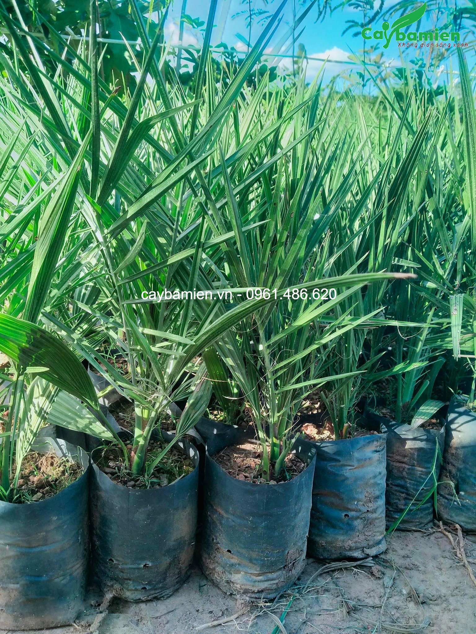 Cây giống chà là con