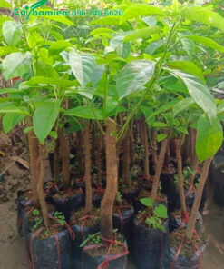 Cây giống dâu Da Đất giâm cành