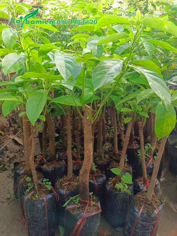 Cây giống dâu Da Đất giâm cành