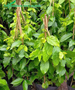 Cây giống sử quân tử cao 40 - 50cm