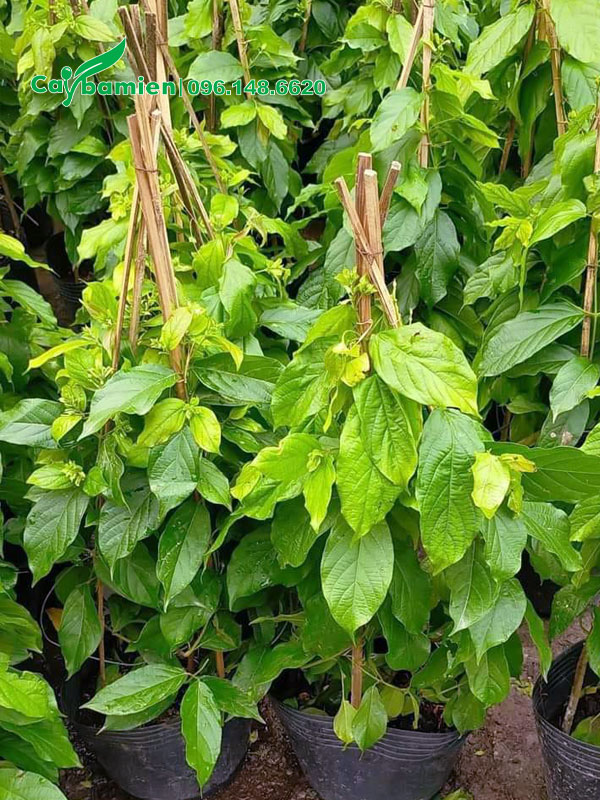Cây giống sử quân tử cao 40 - 50cm