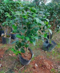 Cây hoa trà tứ quý cao 50cm