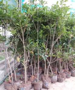 Bán cây hồng xiêm giống