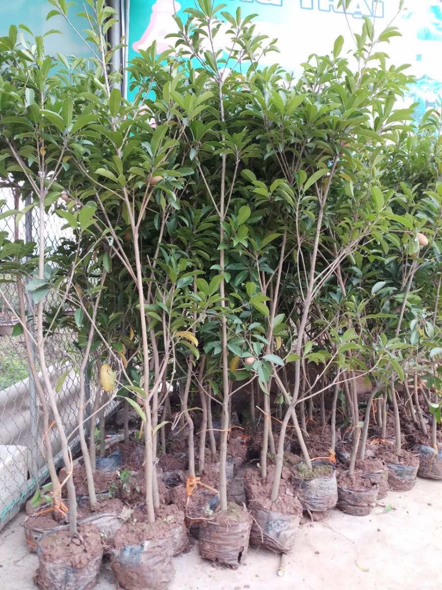 Bán cây hồng xiêm giống