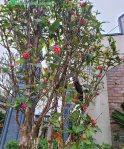 Cây Hoa Hải Đường đỏ trồng trước nhà thờ họ