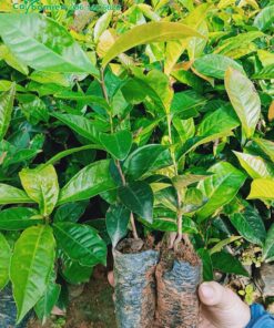 Vườn ươm cây Hải đường giống