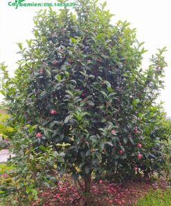 Cây lâu năm, tán lá xanh bóng từ gốc đến ngọn