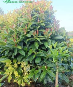 Vườn hoa Hải Đường đang ra lộc non