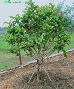 Mua cây hoa hải đường 4 năm tuổii