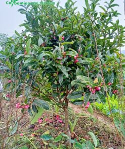 Hoa hải đường đẹp, màu hồng đỏ rực rỡ