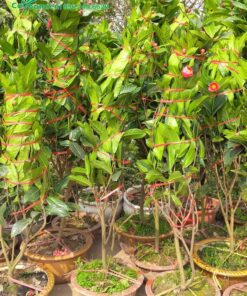 Cây trồng chậu để làm cảnh, trang trí sân vườn, chiều cao khoảng 2m