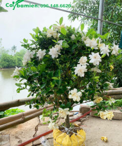 Bạch Thiên Hương trồng công trình