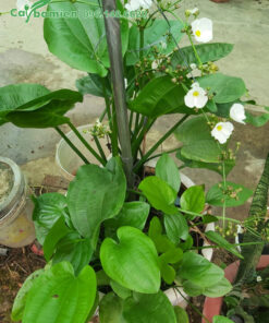 Thân Bách Thủy Tiên có thể leo, dựng cọc cho cây leo