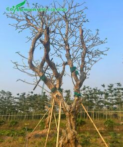 Đường kính gốc 30 - 35cm, chiều cao 4m