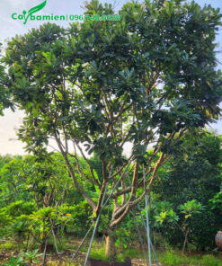 Dâm ủ cây hoa đại trong bầu nổi