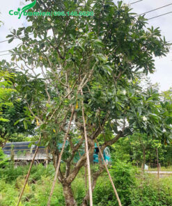 Cây hoa đại trắng cao 5 - 6m