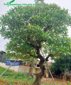 Đại hoa vàng cổ thụ chiều cao khoảng 4m, vanh 100