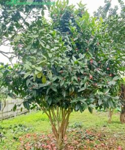 Một cây hoa hải đường khoảng 10 năm tuổi, tán tỏa đẹp