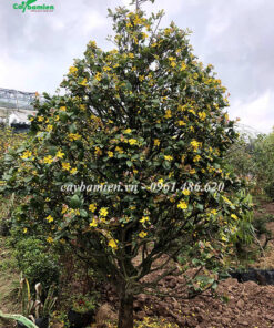 Cây hoa Mai Tứ Quý hình tháp đang bắt đầu mùa hoa