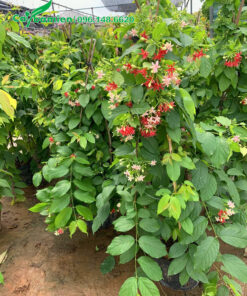 Cây sử quân tử hoa kép đẹp