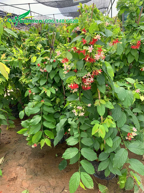 Cây sử quân tử hoa kép đẹp