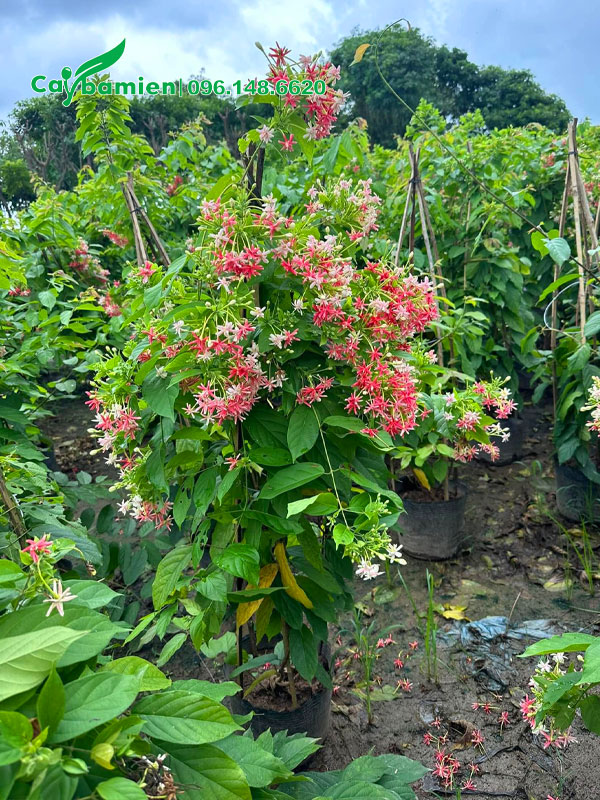 Những chùm hoa sử quân tử khoe sắc trên những cây đang được nuôi dưỡng tại nhà vườn