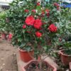 Hoa Trà đỏ trồng chậu nhựa