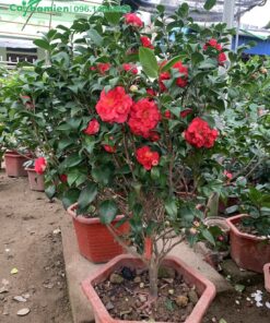 Hoa Trà đỏ trồng chậu nhựa