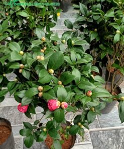 Mua cây hoa trà cảnh 40cm