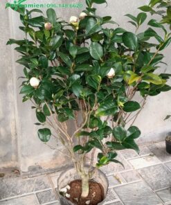 Hoa trà cảnh màu trắng hồng