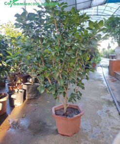 Hoa trà cao 1m, tán 50cm