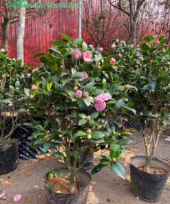 Cây hoa trà màu hồng