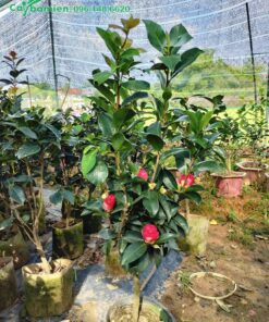 Cây hoa trà đẹp, kích thước nhỏ