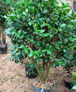 Hoa trà cổ thụ cao 1m2