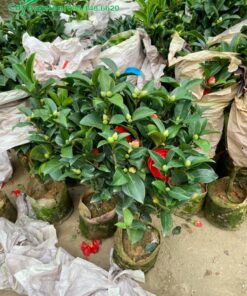 Cây giống hoa trà giâm ủ