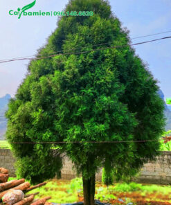 Cây hoàng đàn cổ thụ đường kính gốc 15 - 18cm