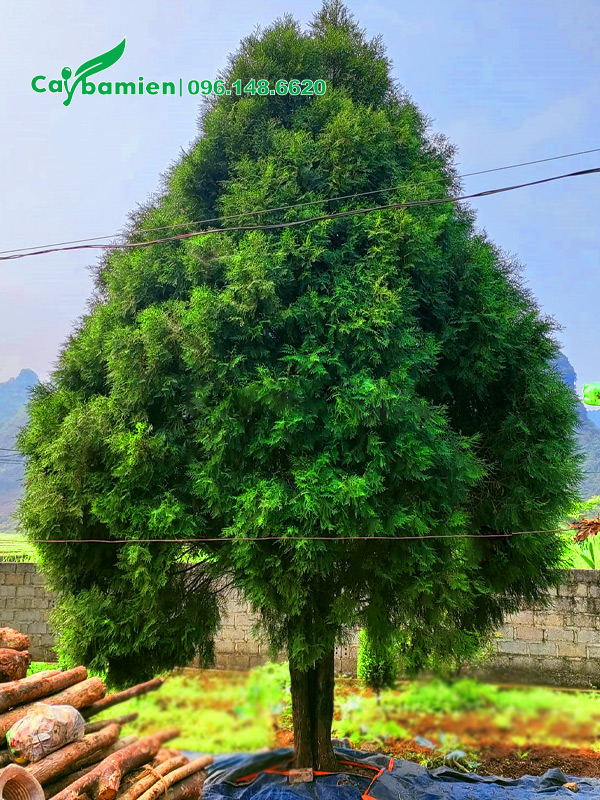 Cây hoàng đàn cổ thụ đường kính gốc 15 - 18cm