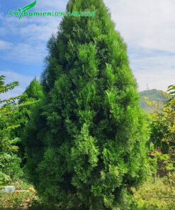 Cây Hoàng Đàn cao 3m, tán tháp đẹp