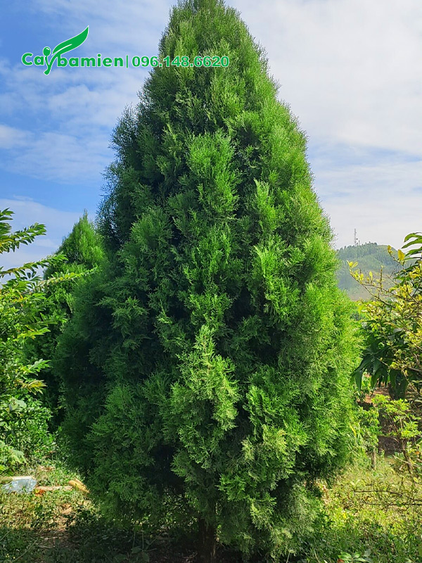 Cây Hoàng Đàn cao 3m, tán tháp đẹp