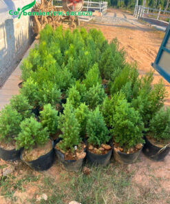 Tập kết cây giống hoàng đàn tuyết lạng sơn để chuyển lên xe