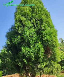 Cây tán tháp đẹp, xanh mướt quanh năm