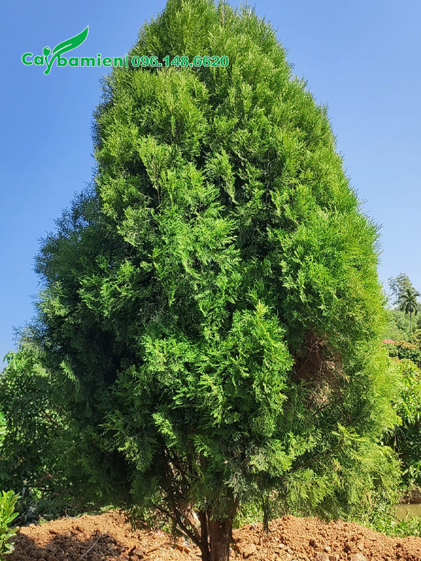 Cây tán tháp đẹp, xanh mướt quanh năm