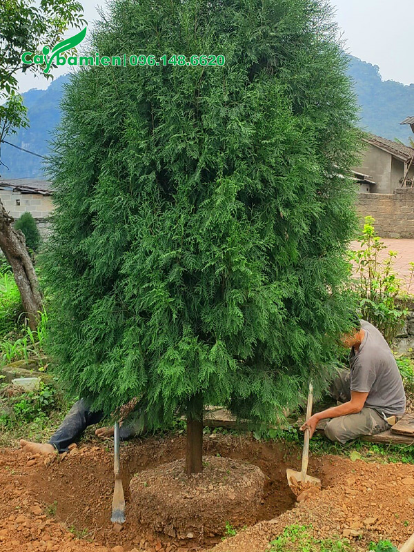 Cây lâ năm đường kính gốc hơn 10cm, cao hơn 4m