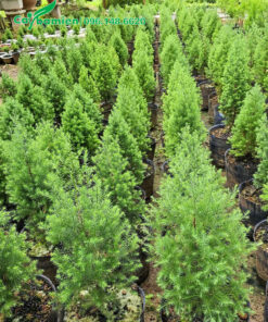 Cây giống đều và đẹp, chiều cao khoảng 40cm